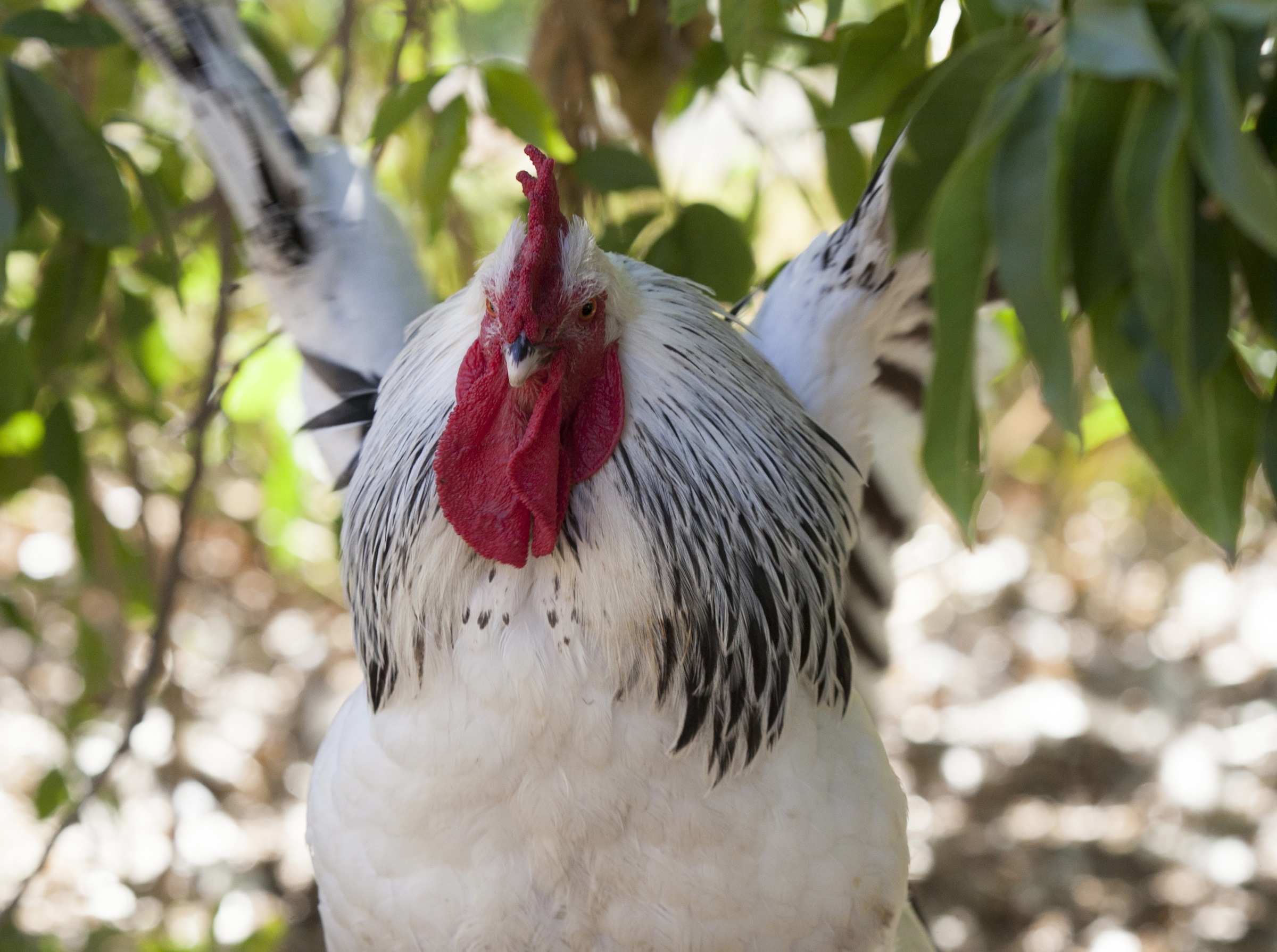 When should I replace my rooster?